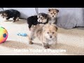 Yochon dogs for sale: Tony - Video 1
