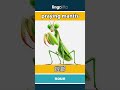 praying mantis - 螳螂 video thumbnail