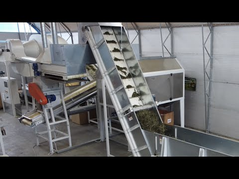 Herbs processing line