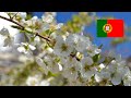 The Legend Of The Almond Tree Blossoms In Portuguese With English Subtitles
