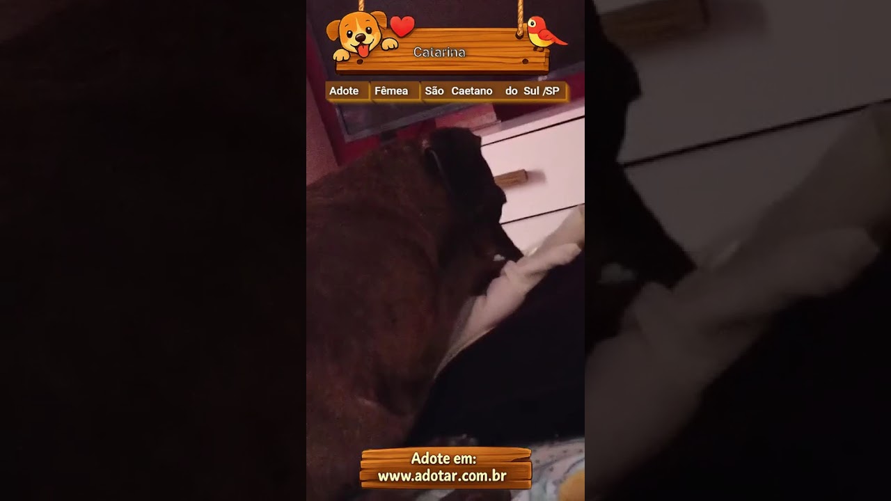 Cachorro raça SRD-ViraLata idade 3 anos nome Catarina 