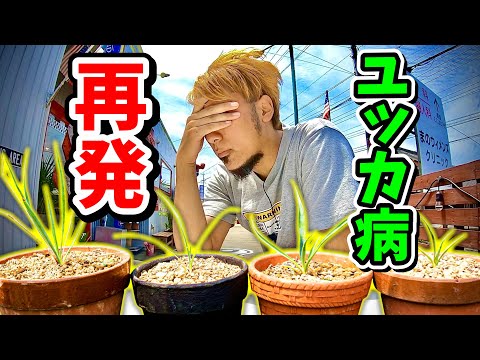 園芸 ペルーオカ、サワートリュフ