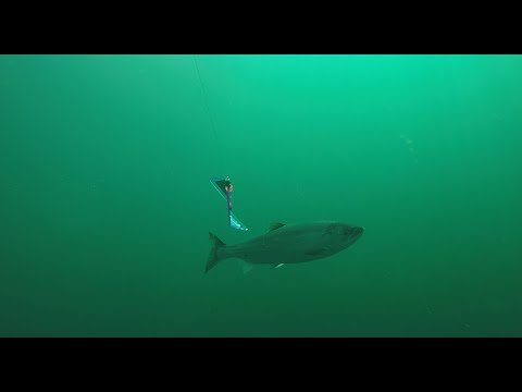 #salmon #fishing 2025 #chinook #cohofishing Epropulsion Deep Six Diver -  Look Out Below - Closure