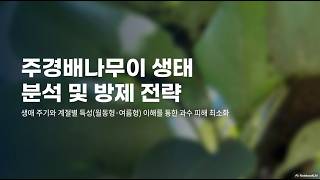 배 해충, 주경배나무이