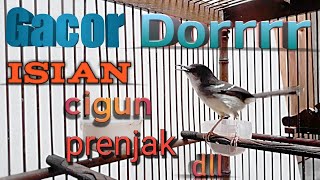 Download lagu Ciblek Semi Gacor Dor Cisem Isian Prenjak Brem Cig... mp3