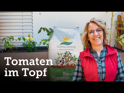 Erfolgreich Tomaten im Topf pflanzen in Kombination mit Mischkultur! 🍅🌱