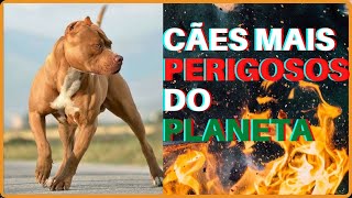  Cinco ces mais perigosos do planeta