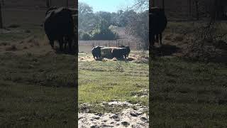 A near perfect day for our girls #cow #farming #farmlife #shorts