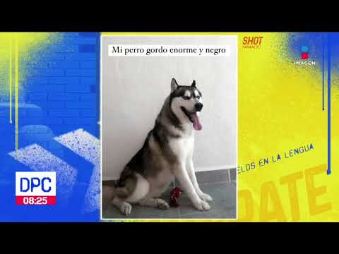 Mujer confía su perro a un entrenador pero el sujeto le dice que su perro murió | De Pisa y Corre