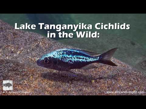 Lago Tanganica Ciclidi allo stato selvatico