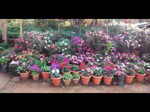 NIGAMBA : Bachwezi Empire Worship And Fellowish Foundation Song