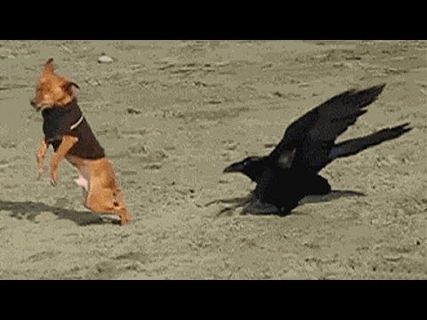 Un chien rencontre un oiseau et crée un moment comique 🤣 funny dogs video