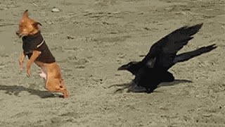 Miniature vidéo