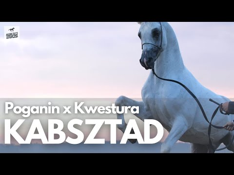 Arabian Horse KABSZTAD - Poganin x Kwestura