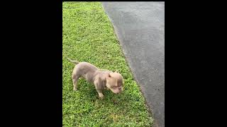 Video preview image #1 Mutt Puppy For Sale in Spotsylvania, VA, USA