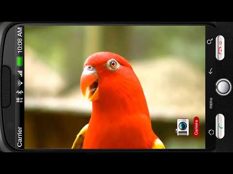 Wonderful Red Parrot Chatter Video