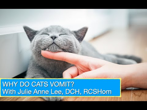 Why Do Cats Vomit? | Cat Vomit Explained | Why Does My Cat Vomit?