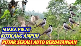 Download lagu Suara kutilang ribut Mikat semua jenis burung, kutilang emosi full isian mp3 jernih mp3