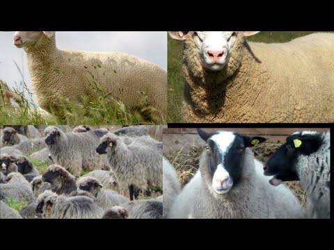 Koju rasu ovaca odabrati, pomoć za početnike