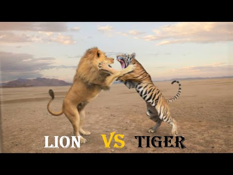 TIGER FIGHT VS LION FIGHT - Who is The Best Fighter - Which is The Dangerous Fight