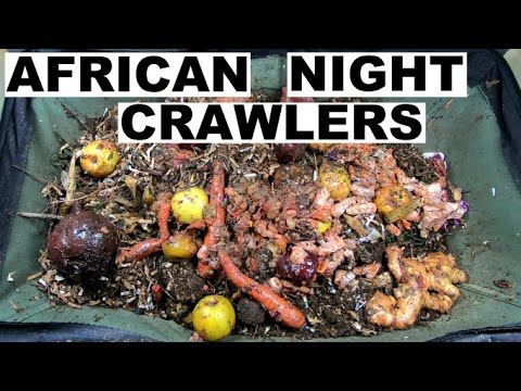African Night Crawlers- Do I need MORE?