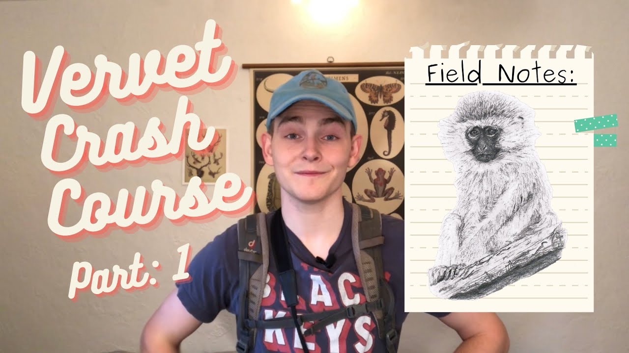 Vervet Crash Course: Basic Behavior and Morphology