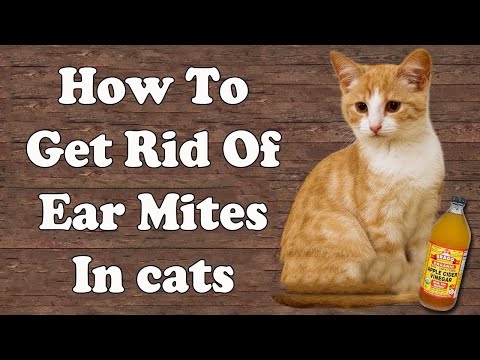 How To Get Rid of Ear Mites in Cats || Home Remedies for Ear Mites in Cats