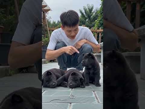 #adorably #cuteanimal #puppy #adorebleSAa시3auap10D# !бop# Addndannว##cutepet##adorably#cute