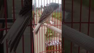 Download lagu Kenari LOPer Starblue#kenari gacor#masteranburung #kenari #kenarimania #kenaristandarcengkok mp3