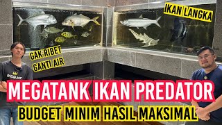 INSPIRASI‼️MEGATANK IKAN PREDATOR BUDGET MINIMAL HASIL MAKSIMAL GAK PERLU GANTI AIR DAN PERAWATAN‼️