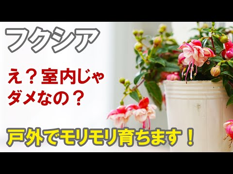美しいフクシアを育てる方法 メンテナンスのヒント 剪定 水やり 肥料の手入れ