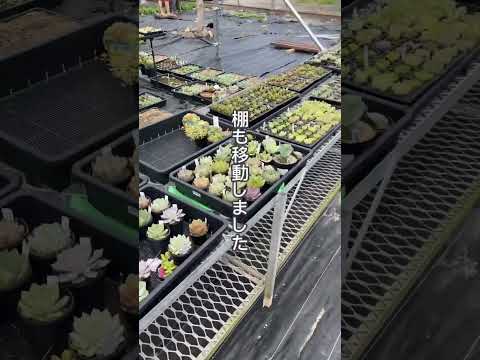 植物を屋外に順応させるにはどうすればよいですか?苗や観賞用のグリーンはいつ取り出すのですか？  庭園