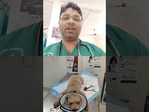 Castraion of Poodle male dog DHRITI PET CLINIC ASHIYANA LUCKNOW