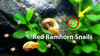 Red Ramshorn Snails with lot of Babies