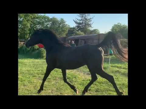 Shahzadi Chaand Traelle - SD 480p