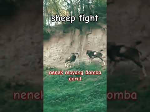 , title : '#bigsheep #dombagarut #bigsheep #dombaviral #sheepfight  nenek moyang domba garut memang keras'