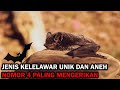 Jenis Jenis Kelelawar Nomor 4 Paling Mengerikan