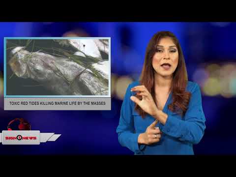 Toxic red tides killing marine life by the masses (ASL - 8.7.18)