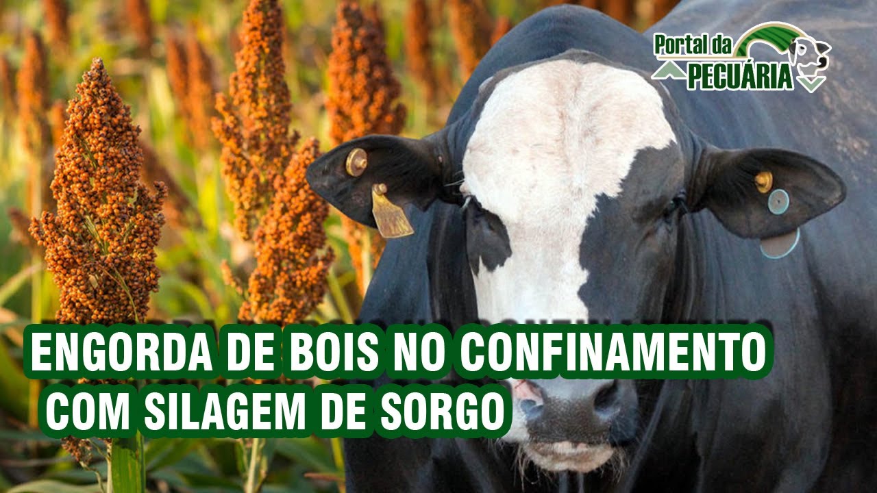 Engorda de bois no confinamento com silagem de sorgo.