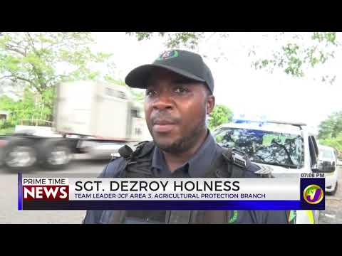 Police and Pound Team Seize Some of the Cattle Plaguing Bird's Hill District | TVJ News