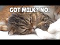 My Kittens Tried to Milk LuLu! | Kittisaurus