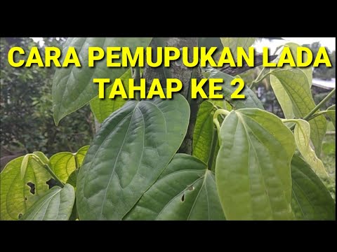 Untuk menurunkan berat badan dengan bantuan beberapa tarian Mengapa selama sakit perut menstruasi bagaimana untuk menyingkirkan