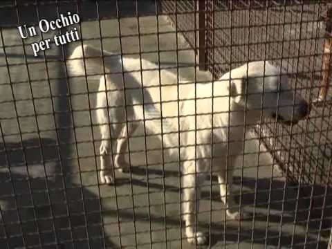 UN OCCHIO PER TUTTI - Puntata 20