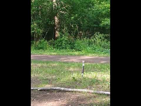 deer!
