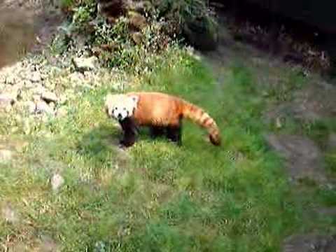 Red pandas 1