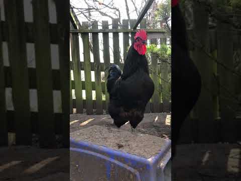 , title : 'Huge jersey giant rooster crowing'