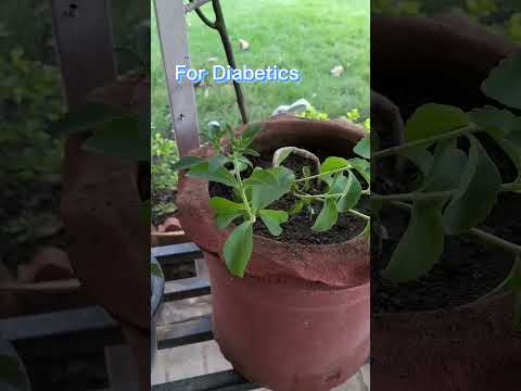Stevia is a Miracle Plant for Diabetic patient.
