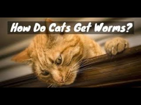 What issues can fleas and worms cause my cat?