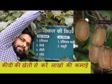 download lagu mp3 mp4 Kiwi Fruit Tree In India, download lagu Kiwi Fruit Tree In India gratis, unduh video klip Kiwi Fruit Tree In India