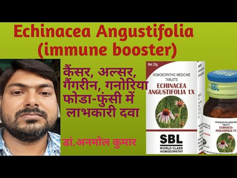 Echinacea angustifolia